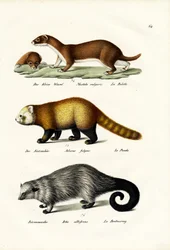 Menyét, 1824